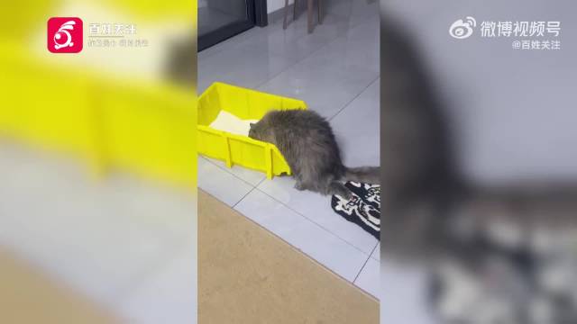 猫咪术后死亡主人写差评被取消退款 医院：退款属于安抚款，不代表认可诊疗存在过失