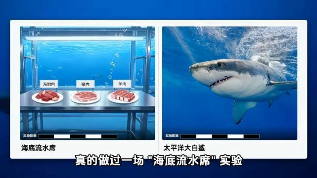 鲨鱼不爱吃人 攻击多因认错冲浪者