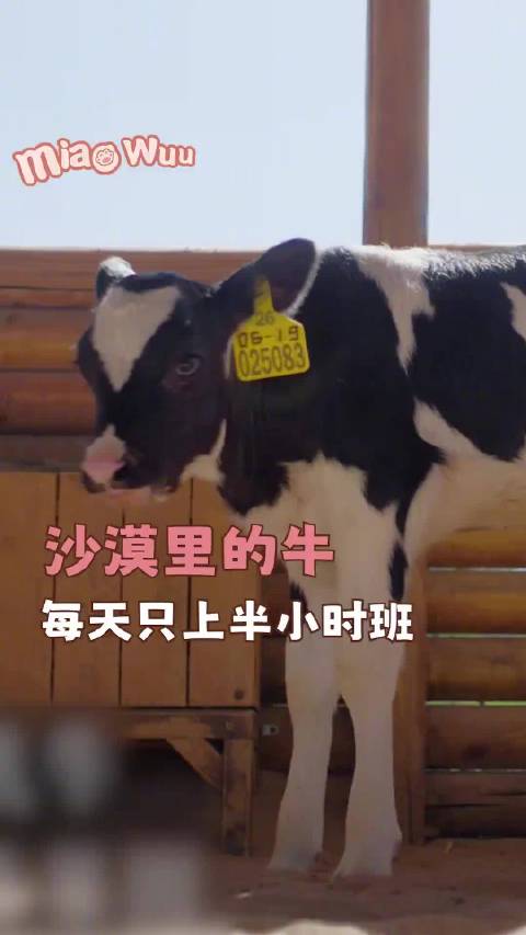 魏晨沙漠录制偶遇老牛，感慨羡慕牛悠闲生活