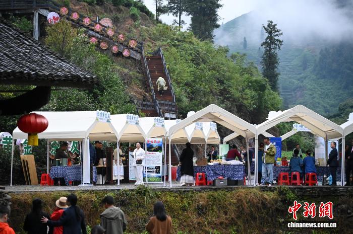 (乡村行·看振兴)“茶”中建起黄金屋 湖南苗寨产业焕新见闻 (乡村行·看振兴)“茶”中建起黄金屋 湖南苗寨产业焕新见闻