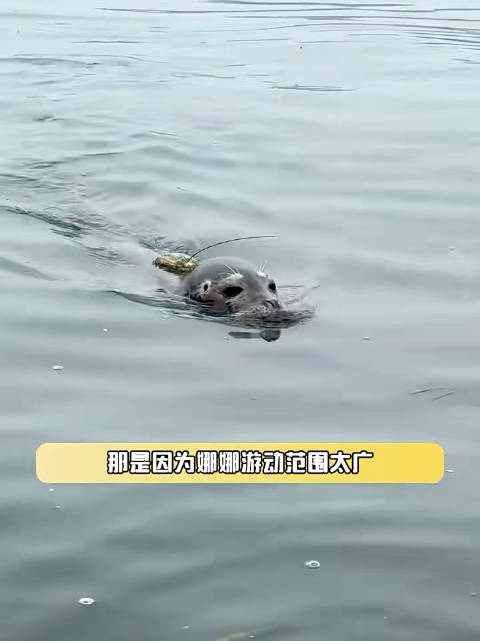 这海豹真的好可爱