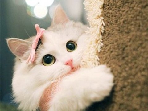 第一次换猫粮,先小规格试口更稳 第一次换猫粮,先小规格试口更稳