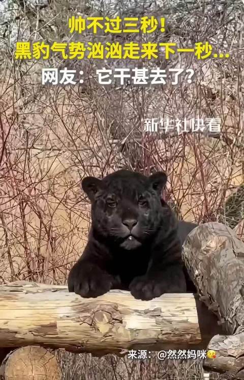 这…黑豹，你也这样吗？不搞笑但真的很好笑
