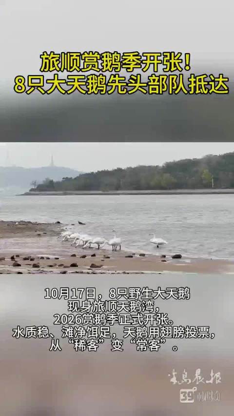 旅顺赏鹅季开张8只大天鹅先头部队抵达大连