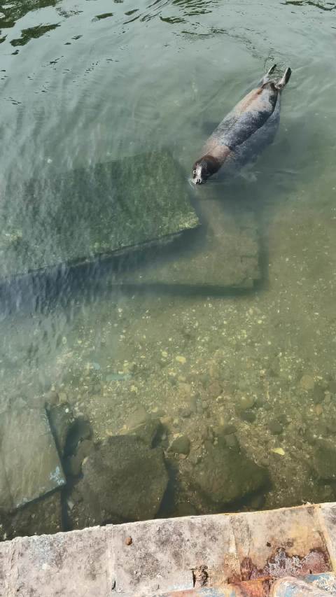 喂海豹