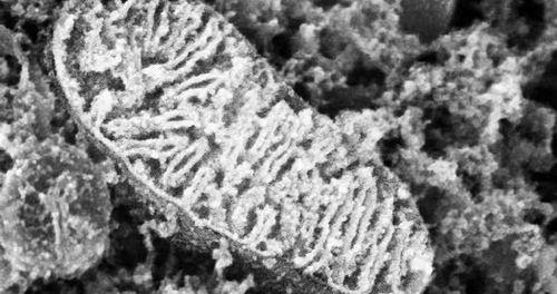 科学家绘制高精度线粒体蛋白质图谱 科学家绘制高精度线粒体蛋白质图谱
