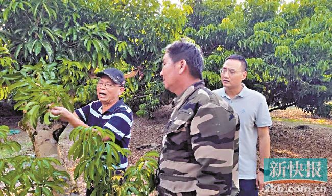 广东“银龄行动”走进阳江：银龄智援下基层 科技助农促振兴