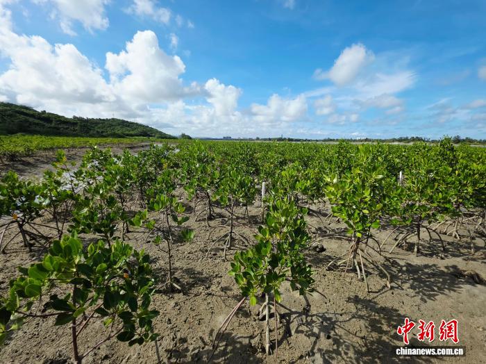 破坏红树林后补种,海南法院:不等于赔偿义务终结 破坏红树林后补种,海南法院:不等于赔偿义务终结