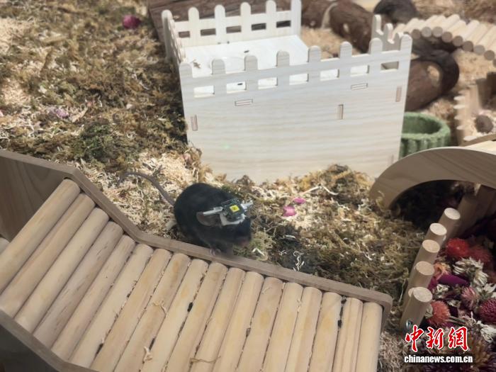中国科学家研制迄今最小的介观显微镜 有望推动光学脑机接口发展 中国科学家研制迄今最小的介观显微镜 有望推动光学脑机接口发展