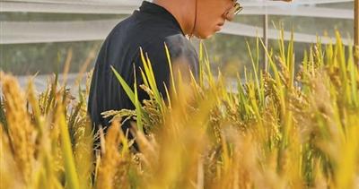 历经8代选育,耐盐碱稻亩产超500公斤 历经8代选育,耐盐碱稻亩产超500公斤