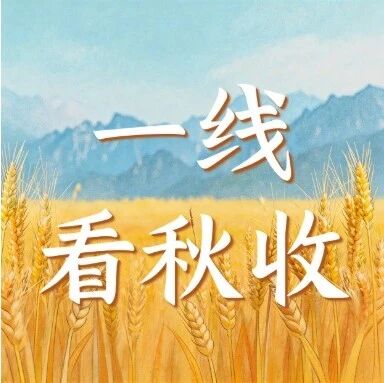 一线看秋收 | 绥德县山地苹果迎丰收!23.6万亩产业年产值达9.6亿元 一线看秋收 | 绥德县山地苹果迎丰收!23.6万亩产业年产值达9.6亿元
