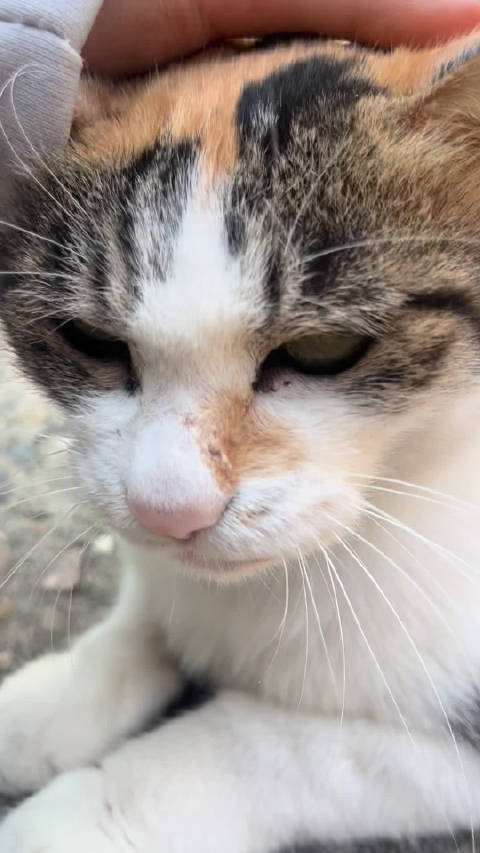 如听仙乐耳暂明 世上最好听摩托车 出镜猫猫：小虎