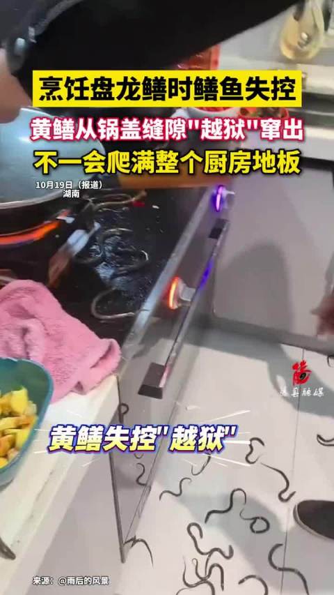 烹饪盘龙鳝时鳝鱼失控，黄鳝从锅盖缝隙"越狱"窜出，不一会爬满整个厨房地板！