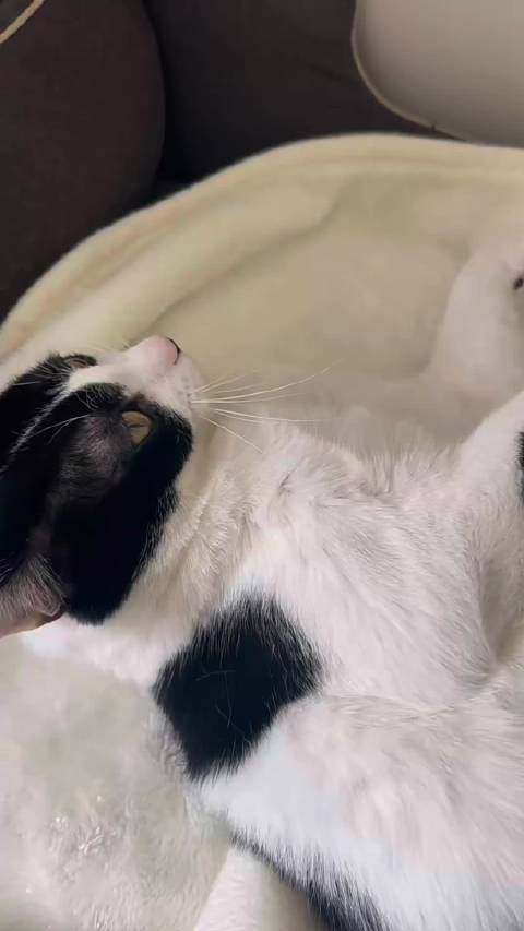 沉浸式听奶牛猫骑摩托