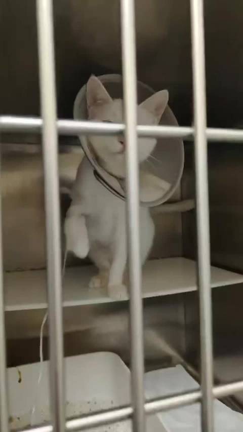 男子从猫皮炎中徒手扯出两米长绦虫