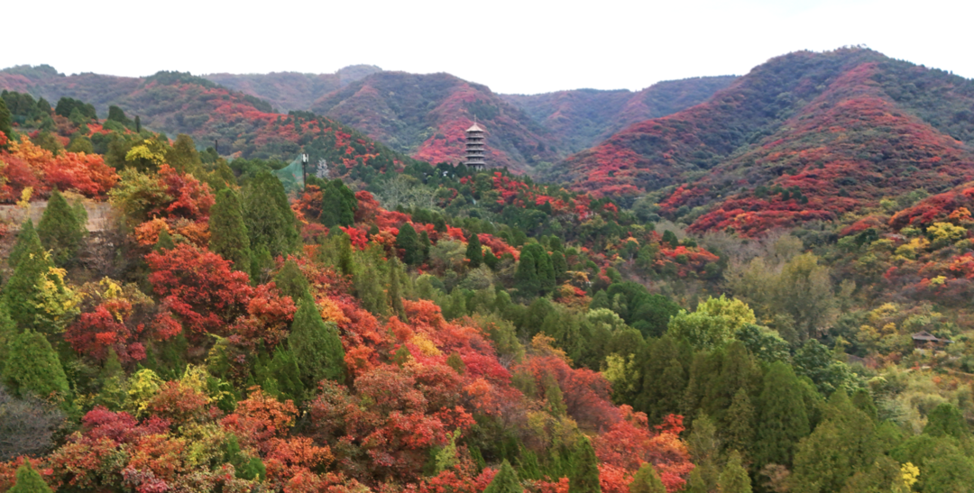 万山红遍正当时,济南红叶谷四千亩黄栌迎来最佳观赏期 万山红遍正当时,济南红叶谷四千亩黄栌迎来最佳观赏期