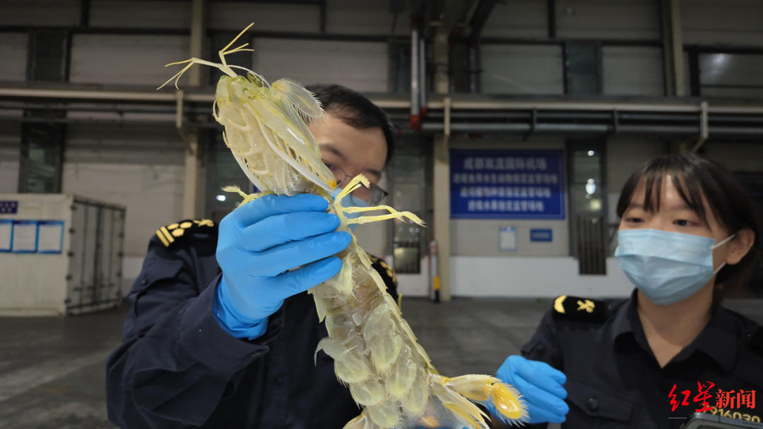 1.5小时通关!四川首批缅甸皮皮虾新鲜上市 1.5小时通关!四川首批缅甸皮皮虾新鲜上市
