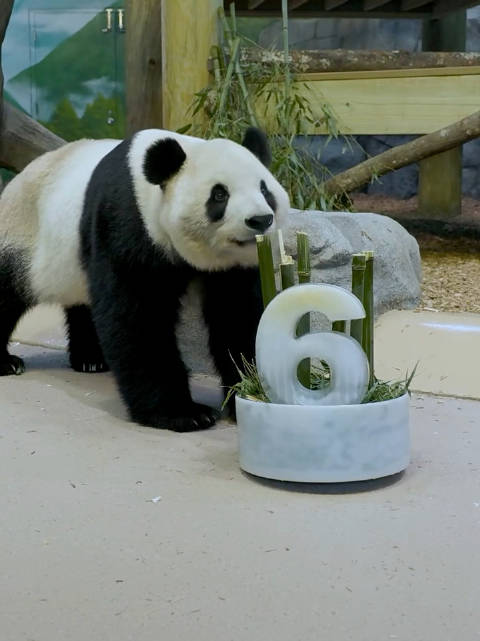 亚特兰大更新 大熊猫福双六岁庆生视频