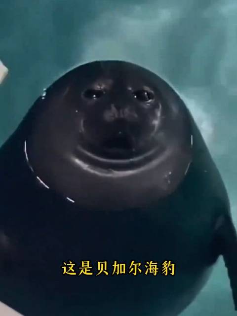 谁能拒绝一只大眼睛的小海豹？不同品种的海豹，可爱各有不同