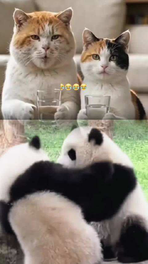 熊猫守护者发愿你抬头有光，愿你心有暖阳不惧岁月长