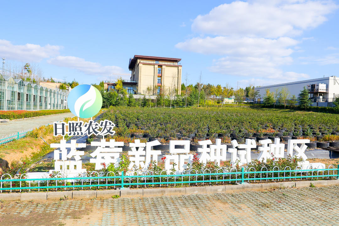 地理标志“点莓成金” 日照蓝莓长出6亿元大产业 地理标志“点莓成金” 日照蓝莓长出6亿元大产业