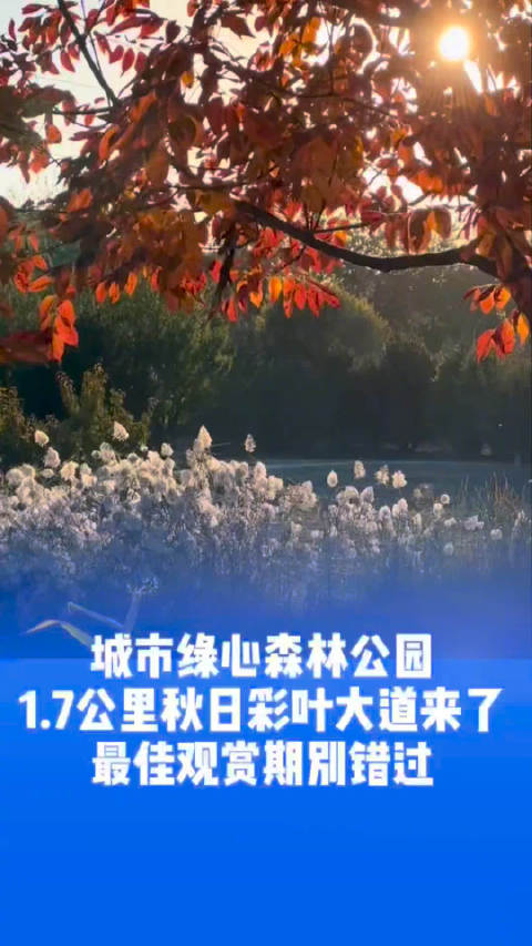 城市绿心森林公园彩叶最佳观赏期