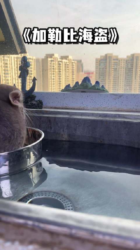 高手留给世人的都只是一个背影