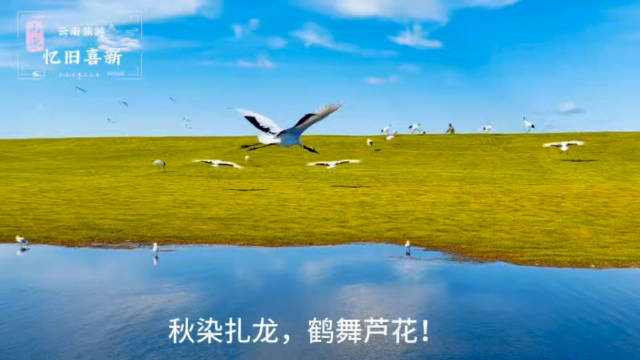 秋日扎龙芦苇荡鎏金 丹顶鹤野化训飞盘旋晴空