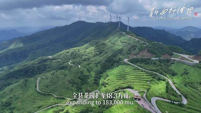 浙江茶苗让普安荒坡变青山