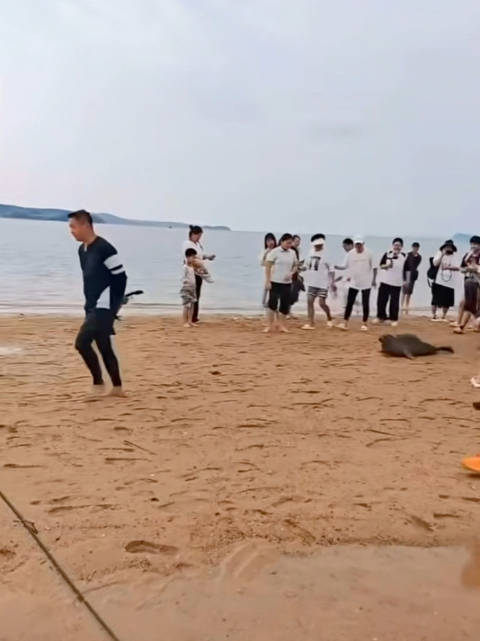 海豹娜娜追着黑衣小哥跑，小胖孩没追上返回大海