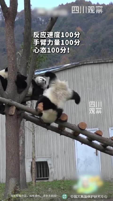 原来大熊猫熊均功夫大师