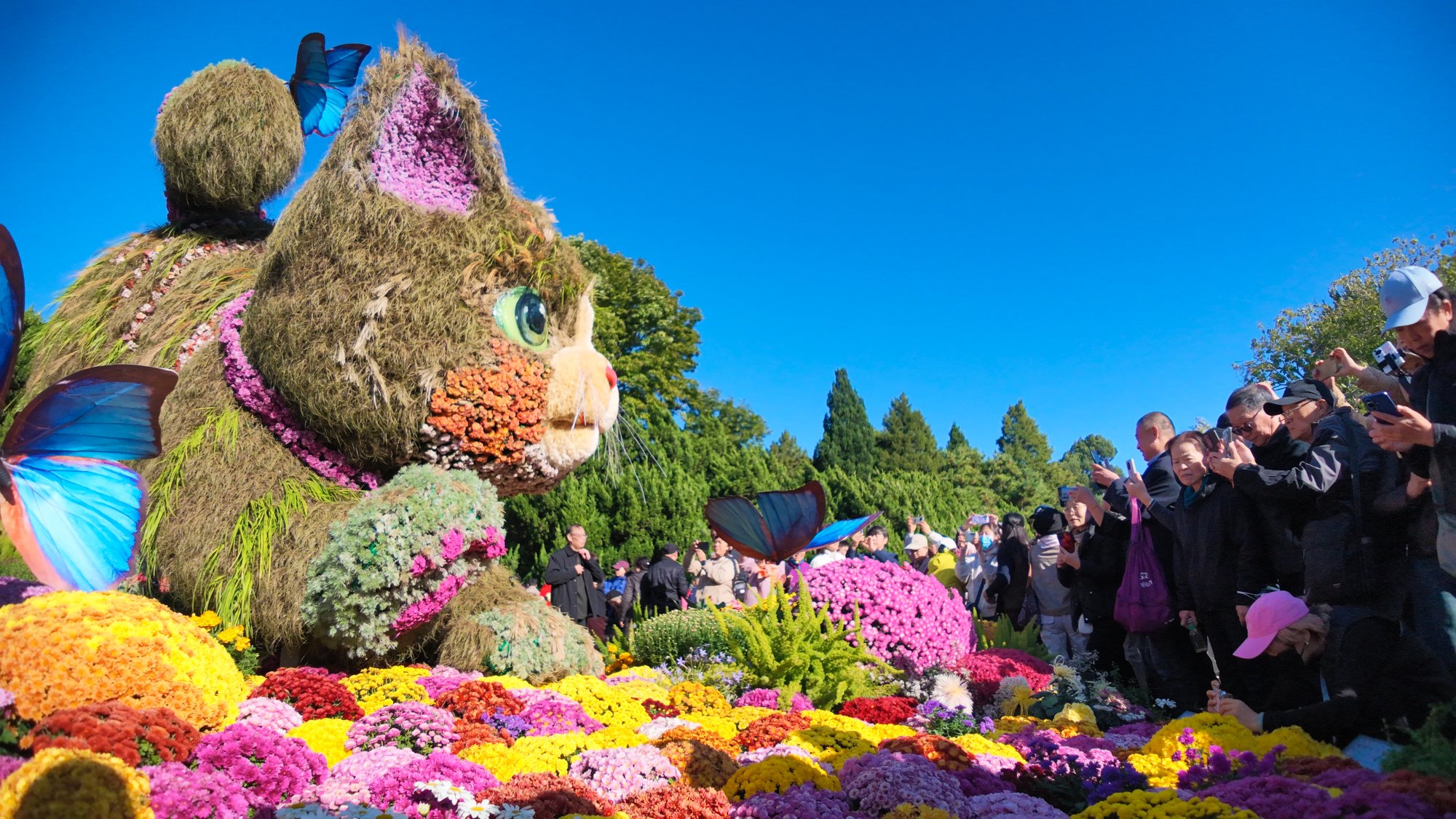 北海公园菊花盛放