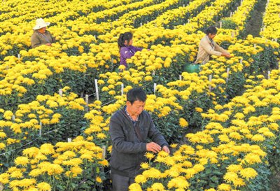 金丝皇菊采摘忙