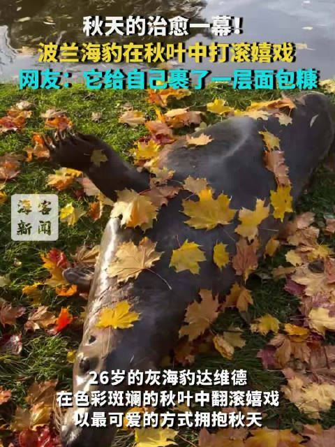 秋天的治愈一幕！波兰海豹在秋叶中打滚嬉戏 给自己裹了一层“面包糠”