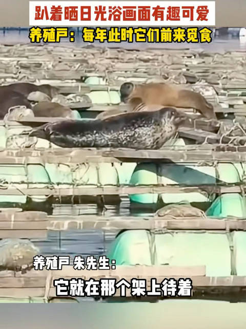 斑海豹扎堆爬上鱼排晒日光浴