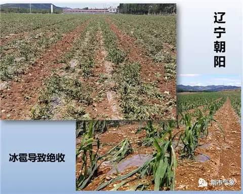 　　19日辽宁朝阳地区遭遇冰雹袭击，已经出现了蔬菜、玉米绝收的情况。因此强对流天气对市场的影响，也不容忽视。
