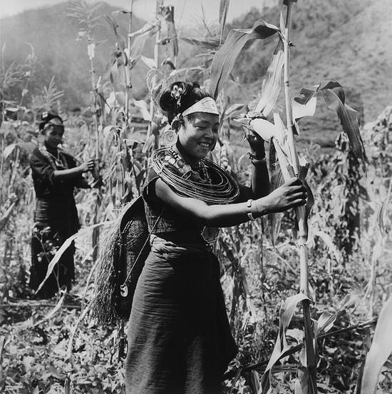 《收玉米的僜人少女》1956年，察隅，蓝志贵摄。供图：黄建鹏画廊