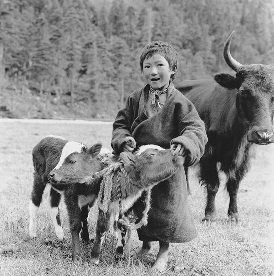 《小牛犊》 1956年 察隅日东草原 蓝志贵