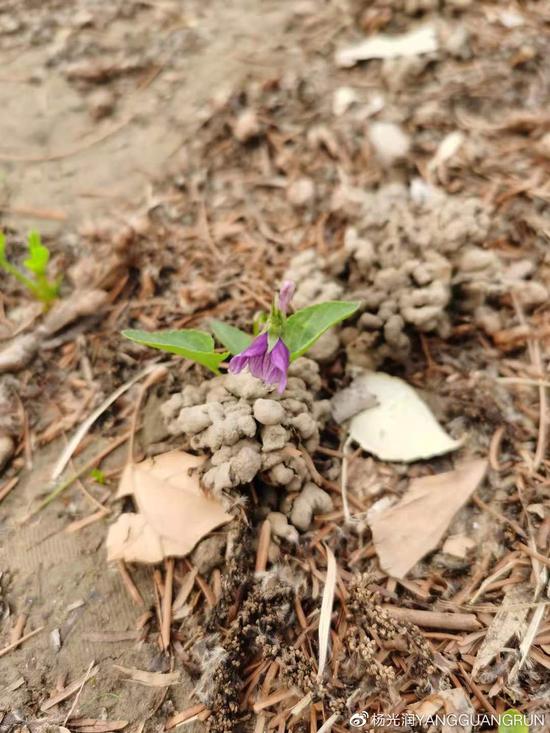 紫花地丁。摄影/杨光润紫花地丁。摄影/杨光润