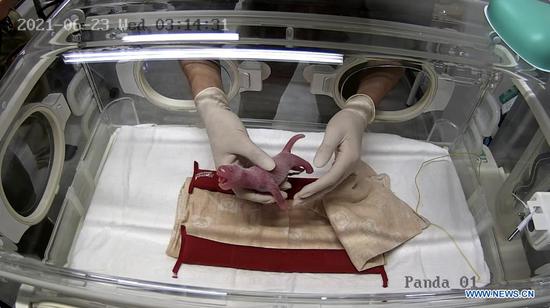 A staff member takes care of a giant panda cub in an incubator at the Ueno Zoological Gardens in Tokyo, Japan, June 23, 2021. Popular giant panda Shin Shin has given birth to twin cubs at the Ueno Zoological Gardens in Tokyo, her first delivery in four years, local media reported Wednesday. (Tokyo Zoological Park Society/Handout via Xinhua)