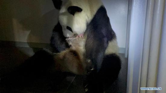 Photo taken on June 23, 2021 shows giant panda Shin Shin and her newborn baby at the Ueno Zoological Gardens in Tokyo, Japan. Popular giant panda Shin Shin has given birth to twin cubs at the Ueno Zoological Gardens in Tokyo, her first delivery in four years, local media reported Wednesday. (Tokyo Zoological Park Society/Handout via Xinhua)