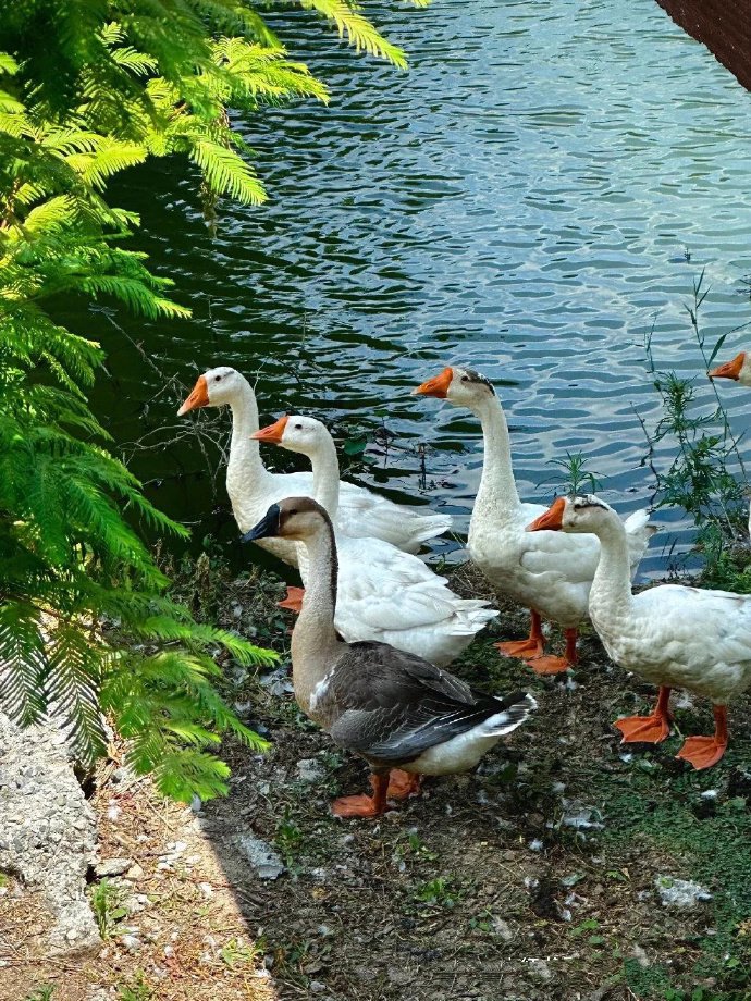 罗家英自曝注射女性荷尔蒙，称乐观活着是对死亡最大嘲笑