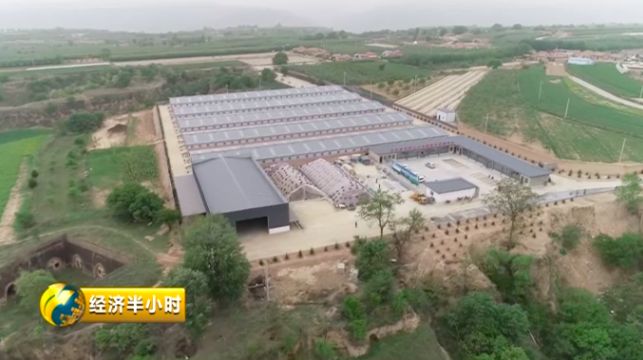 湖羊养殖合作社