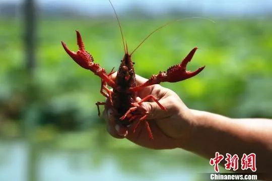 朱柳融 摄