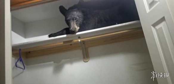 美国一黑熊闯入居民家衣柜 无意间反锁柜门无法离开只好打盹