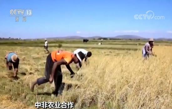 中非 中非