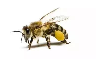 轻蜂多少岁能开 b727-hyzpvis3309941.jpg