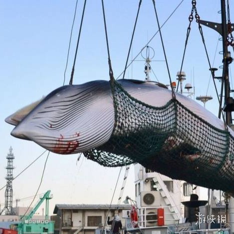 日本今天正式退出国际捕鲸委员会 将重新开始商业捕鲸