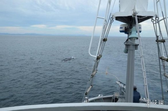 日本今天正式退出国际捕鲸委员会 将重新开始商业捕鲸