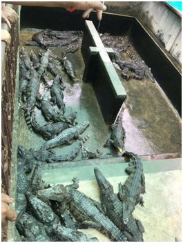 柬埔寨一2岁女童失踪 父亲在鳄鱼池找到她的头骨